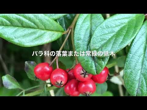 コトネアスター、コトネアスター 植物