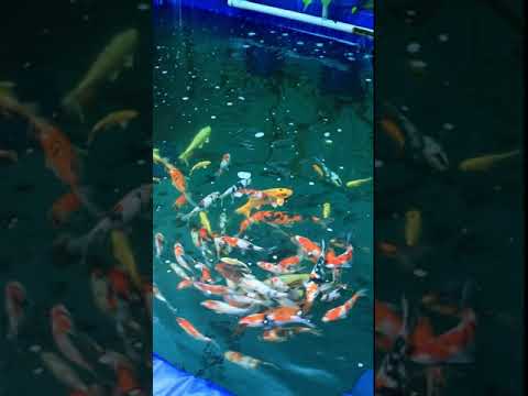 Red imported koi fish, 30, size: 16 to 25