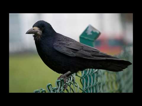 Pe o bara se caca o cioara