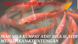 Download lagu IKAN NILA KUMPAY ATAU SLAYER mp3