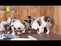 Miniature Australian Shepherd dogs for sale: Carrie - Video 1