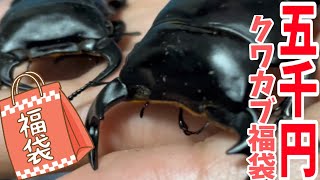 ヤフオクで購入！5000円の昆虫福袋の気になる中身とは！？【クワカブ】