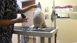 poodle shave video 005.MP4