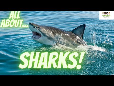 All about sharks! Educational video for kids!