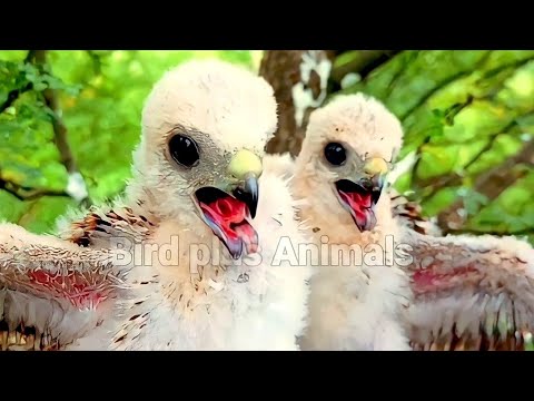 Little hawk showing strange moves for get food from mother @BirdPlusAnimals