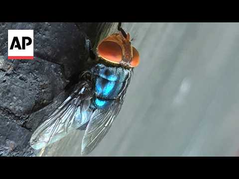 USDA official confirms New World screwworm fly case in south Texas