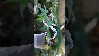 【ミニ盆栽】モミジの110円陶器コップで仕立てる超懸崖 🌱 BONSAI #bonsai #diy #ミニ盆栽 #shorts #盆栽