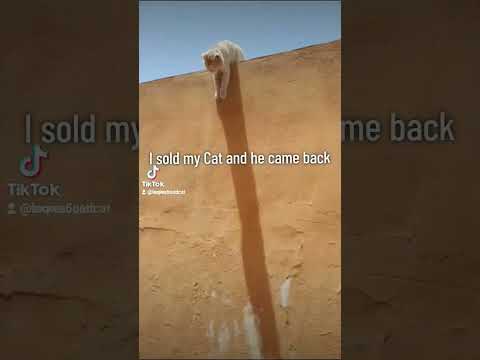 i sold my cat and he came back  | 😹 Uncle LEO | #funnycat #cat #kitten #catlover #memes