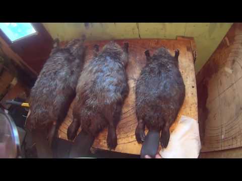 download lagu mp3 mp4 Beaver World, download lagu Beaver World gratis, unduh video klip Beaver World