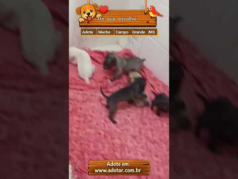 Vídeo de De sua escolha