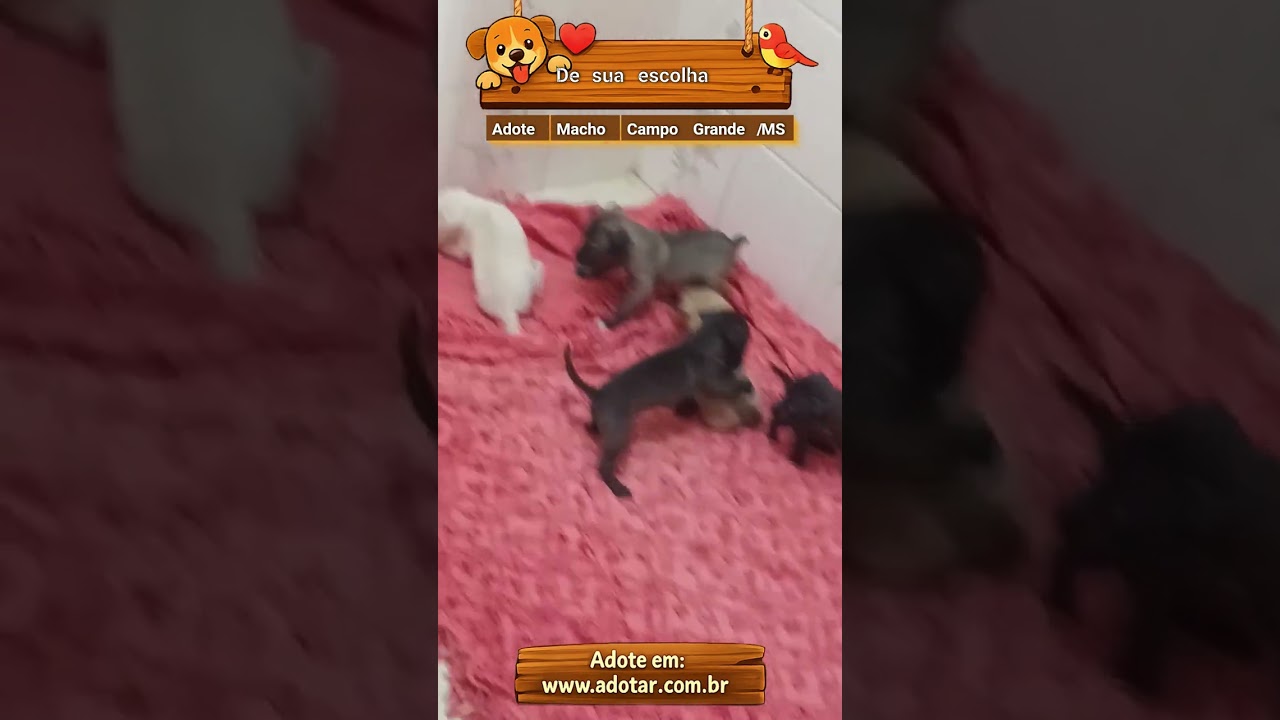 Cachorro raça SRD-ViraLata idade Abaixo de 2 meses nome De sua escolha