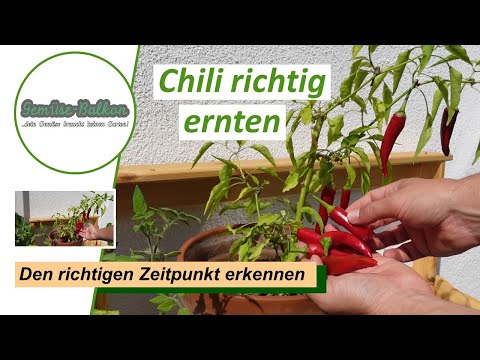 Chili 🌶️ richtig ernten und den passenden Zeitpunkt erkennen