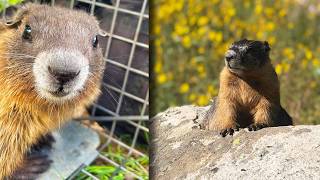 'OnlyMarms' is the G-Rated OnlyFans Page Marmot Researchers Use to Fundraise