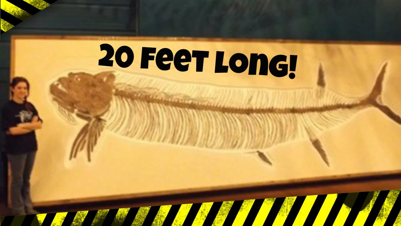 PREHISTORIC NIGHTMARE FISH! XIPHACTINUS