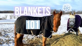 Everything to Know About Blankets | Equestrian Prep