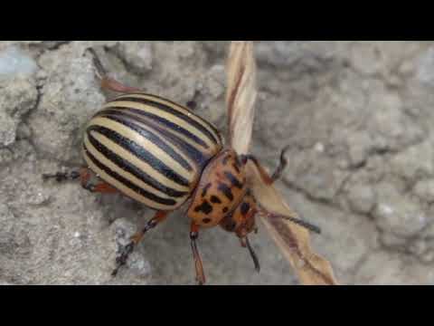 , title : 'Potato Beetle | Kumbang Kentang | On de Line'