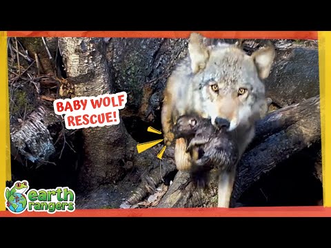 Hero Wolf Races Against Rising Water to Save Her Pups! | Earth Rangers