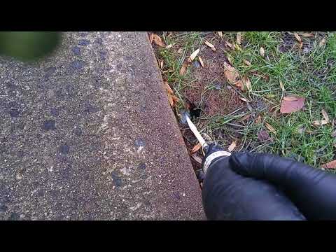 Treating Rat Burrows at Residential Community in Red Bank, NJ