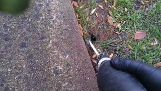 Treating rat burrows in Red Bank, NJ community