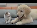 My Golden Retriever Heals a Terrified Rescue Kitten in Just 3 Meetings! DEFAULT Thumbnail