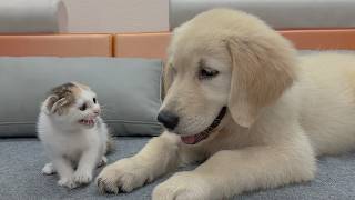 My Golden Retriever Heals a Terrified Rescue Kitten in Just 3 Meetings! MQDEFAULT Thumbnail
