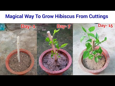 , title : 'Easy To Grow Hibiscus from cuttings / how to grow hibiscus cuttings / hibiscus from cuttings