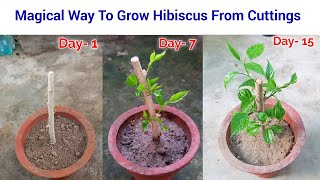 Easy To Grow Hibiscus from cuttings / how to grow 