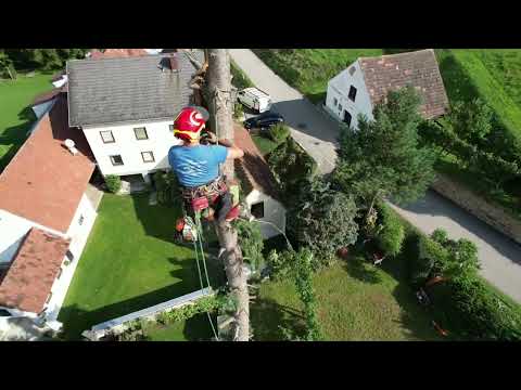 Forstunternehmen Gerald Gründl - Extrem Baumschnitt mit Seiltechnik!