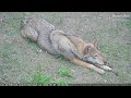 Trevor Zoo Red Wolf LIVE