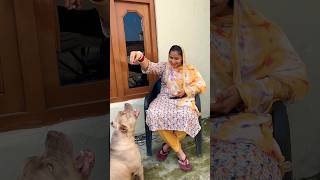 Happiness is a warm puppy.❤️ #shorts