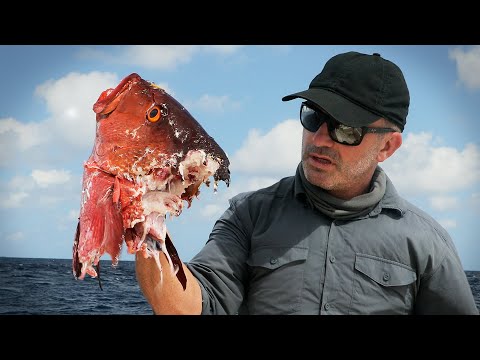 DES REQUINS ONT DÉVORÉ MON POISSON  - Cyril Chauquet