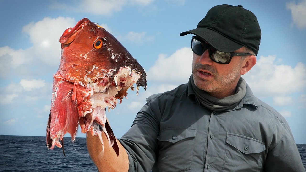 CES REQUINS ATTAQUENT TOUT CE QUI BOUGE  - Cyril Chauquet