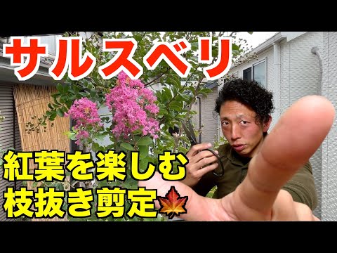 インドライラックの色あせた花は切ったほうがいいでしょうか？夏のサルスベリの剪定について知っておくべきことすべて  庭園