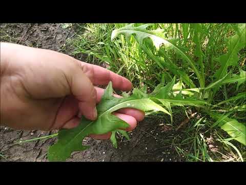 DZIKIE ROŚLINY JADALNE odc. 19 Cykoria Podróżnik