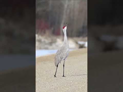 Why did the crane cross the road?