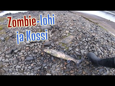 Zombie-lohi ja kossi