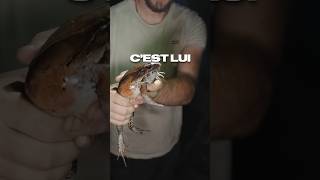 UNE GRENOUILLE GÉANTE 🐸