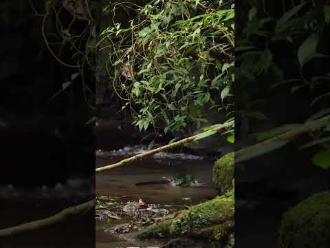 Impresionantes imagenes captadas de un Quetzal tomando en baño en un manantial del bosque protegido