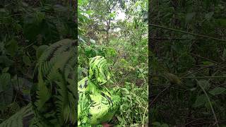Download lagu Penyamaran Untuk Melihat Burung Sirtu Liar Dari Jarak Dekat #birds #shorts mp3