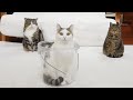猫とバケツのYouTubeサムネイル