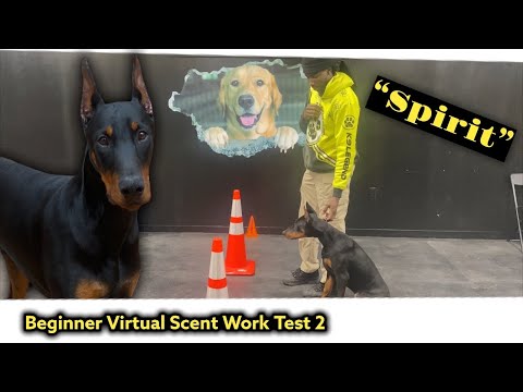 Spirit’s AKC Virtual Scent Work Beginner Test 2