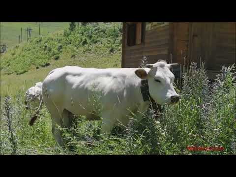 MANZE DI RAZZA PIEMONTESE AL PASCOLO A QUOTA 1400 A LIMONE PIEMONTE (CN) DOM. 3 - 7 - 2022.