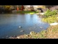 Ducks At Central Park New York City HD