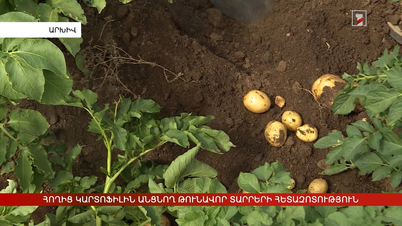 Հողից կարտոֆիլին անցնող թունավոր տարրերի հետազոտություն