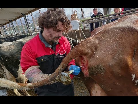 , title : 'Veearts Ernst Nijenhuis kijkt 5000 koeien in de kont - Bie de Boer (16)'