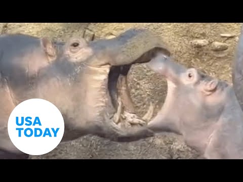 Baby hippo Fritz learns to play fight with Fiona at Cincinnati Zoo | USA TODAY