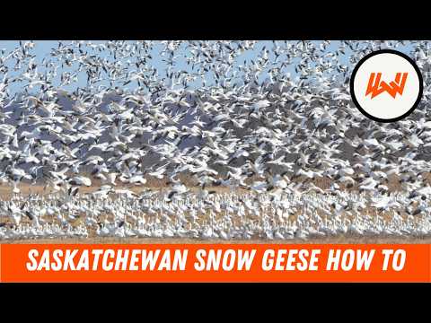 Episode 115 // Mastering The Spring Snow Goose Migration ft. Prairie Sky Outfitters