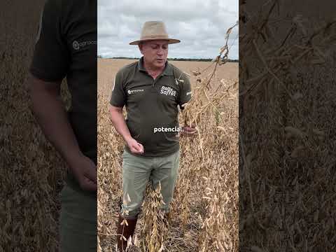 GRÃOS GRAÚDOS E PESADOS NA BAHIA | @rallydasafra