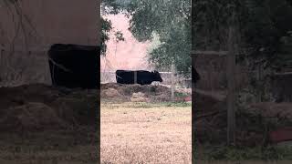 Sofie cuts to the front of the line #farming #farmlife #cow #shorts