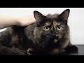 Brilliant Tortie Cat ESCAPES The Rage Cage
